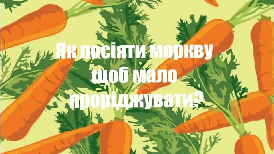як садити моркву