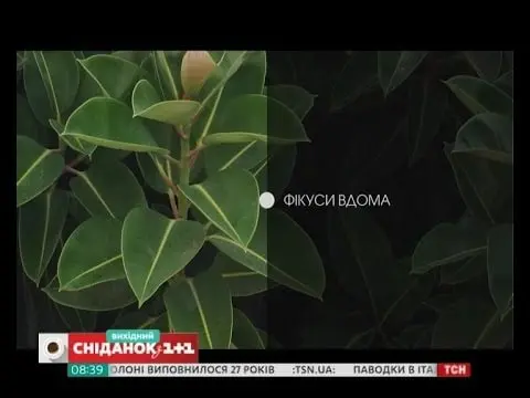 як доглядати за фікусом