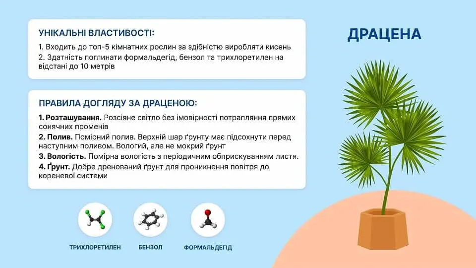 як доглядати за драценою