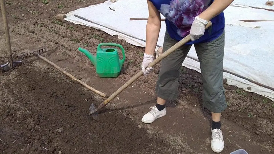 як садити горох