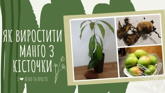 як виростити манго