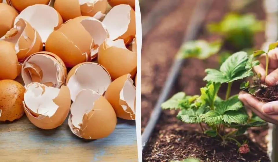 яєчна шкаралупа як добриво