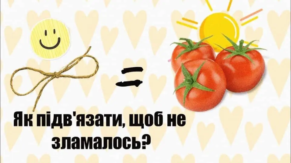 як підв'язувати помідори
