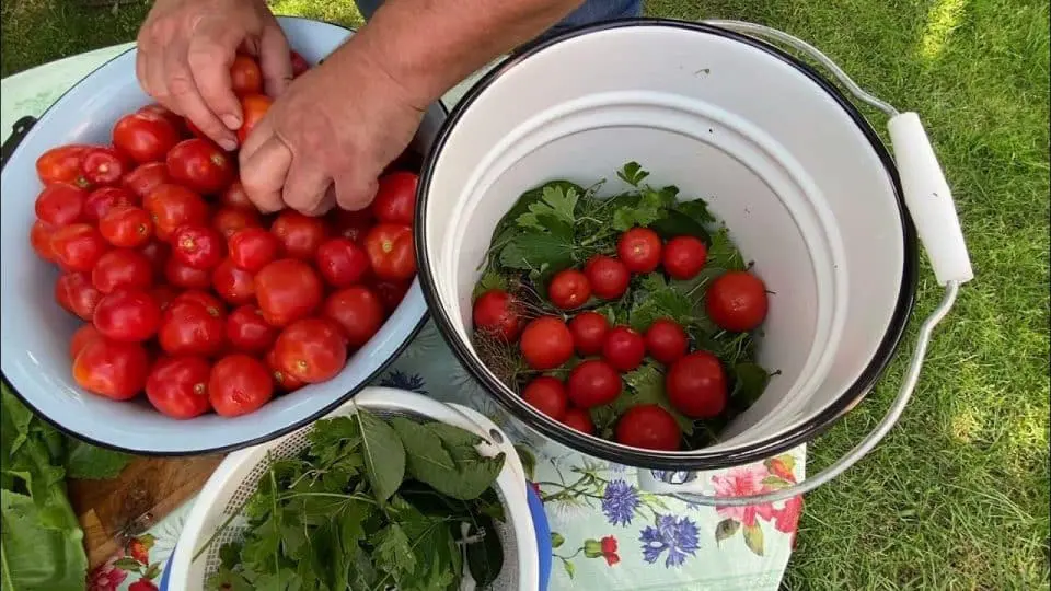 як засолити помідори