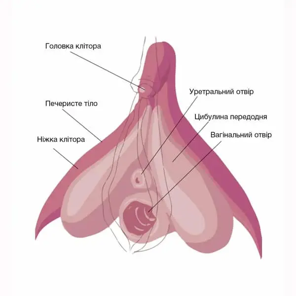 як виглядає клітор