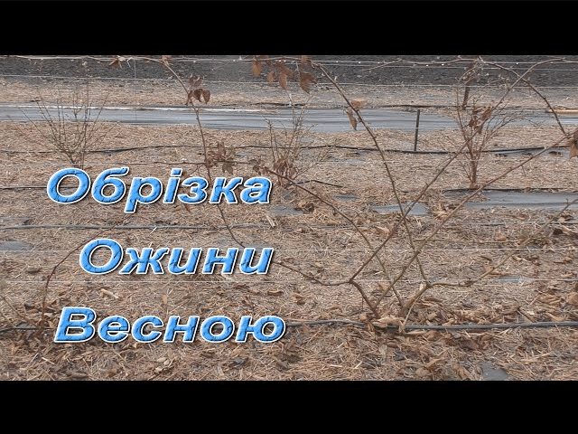 Як правильно обрізати ожину навесні