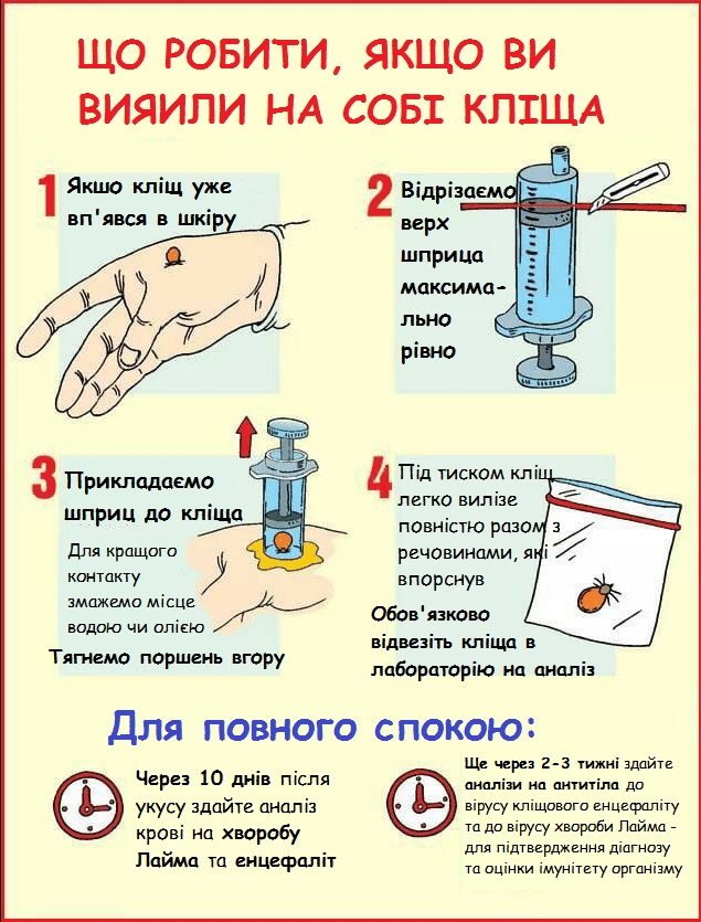 Як прибрати кліща: повний посібник