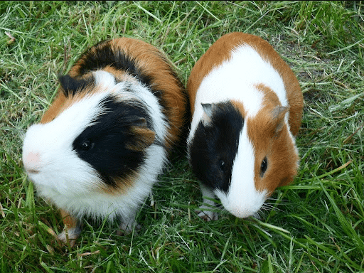 Скільки живуть морські свинки?