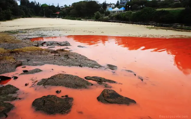 Що означає червона вода в океані