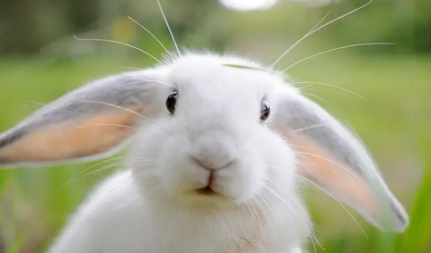 Як назвати кролика