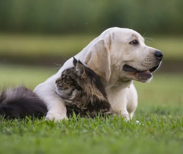 Хто розумніший — кішки чи собаки