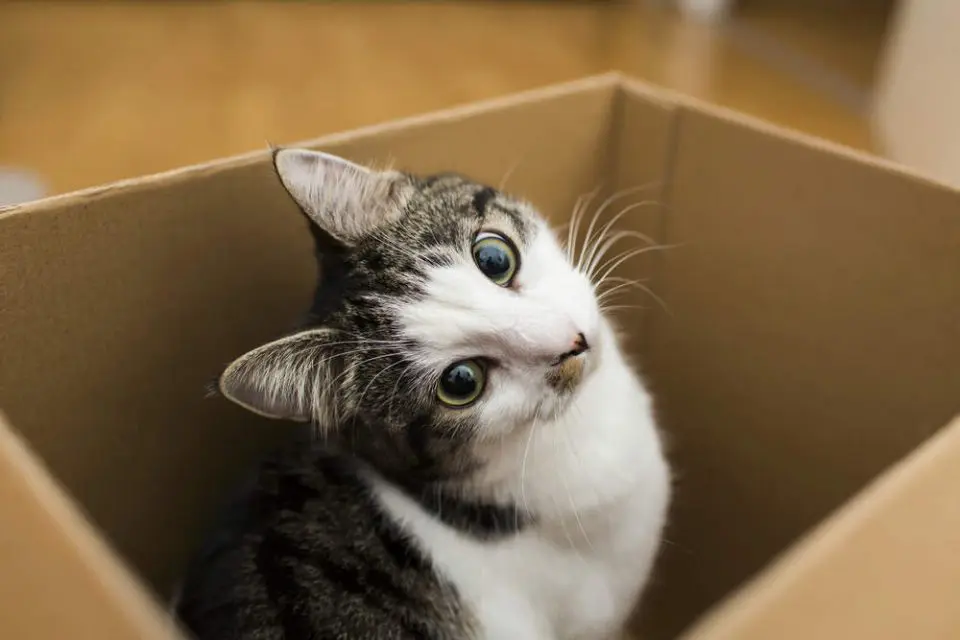 чому коти люблять коробки