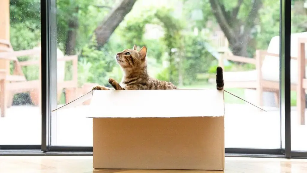 чому коти люблять коробки