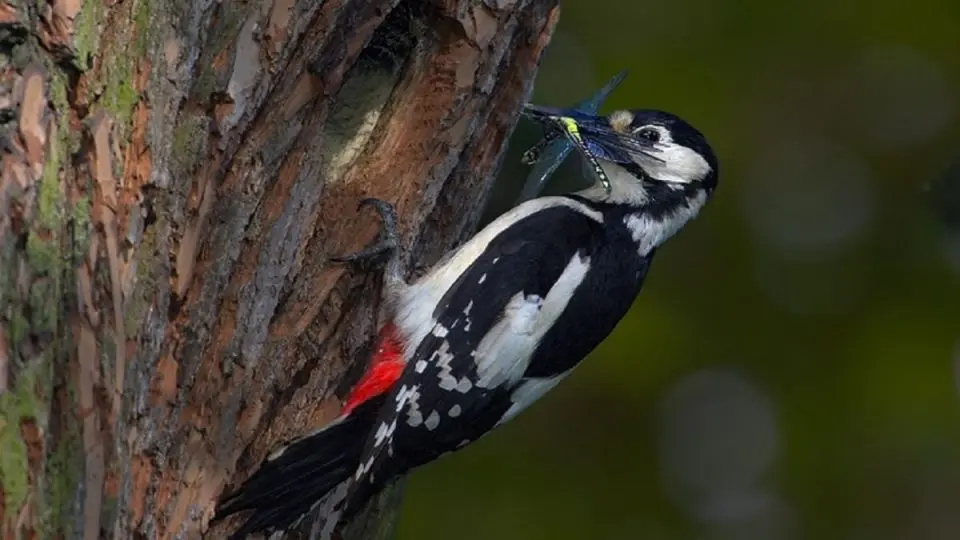 Чому у дятла немає струсу мозку