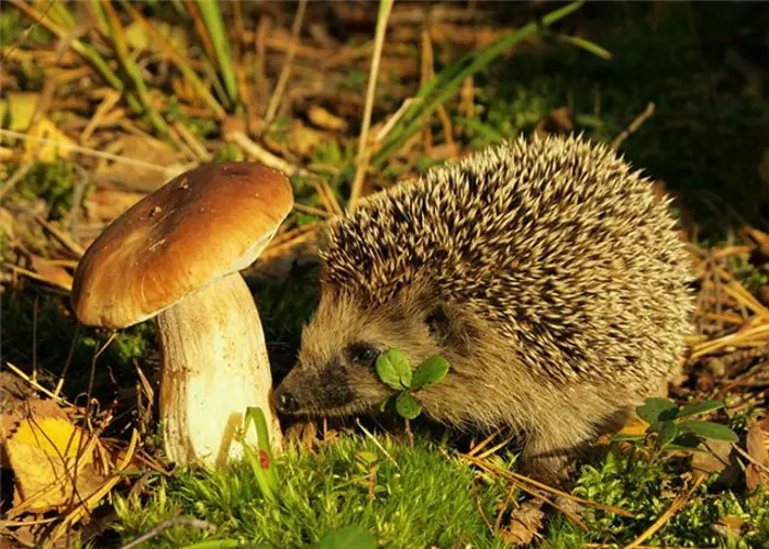 що їсть їжак