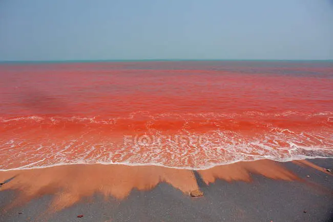 Що означає червона вода в океані