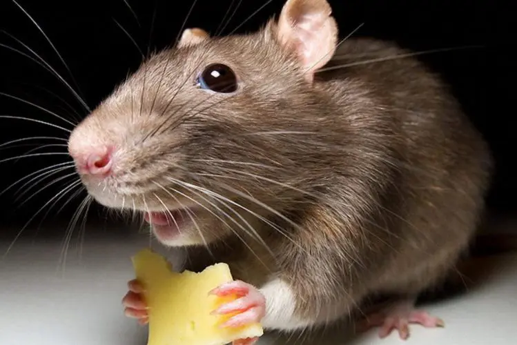 як назавжди позбутися мишей