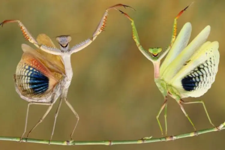 Цікаві факти про комах