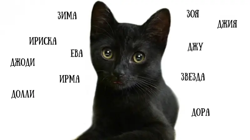 Як назвати кота