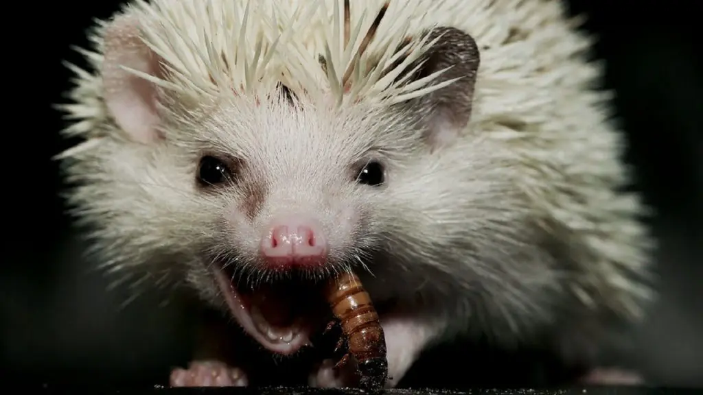 що їсть їжак