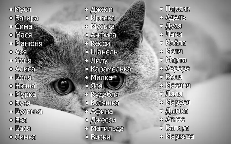 Як назвати кота