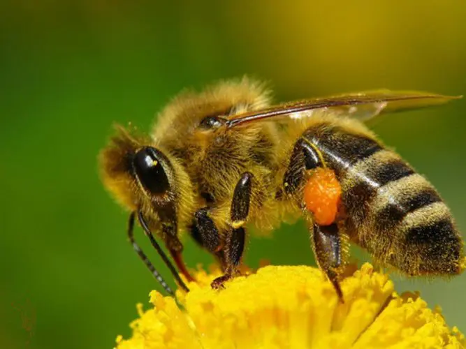робота бджіл