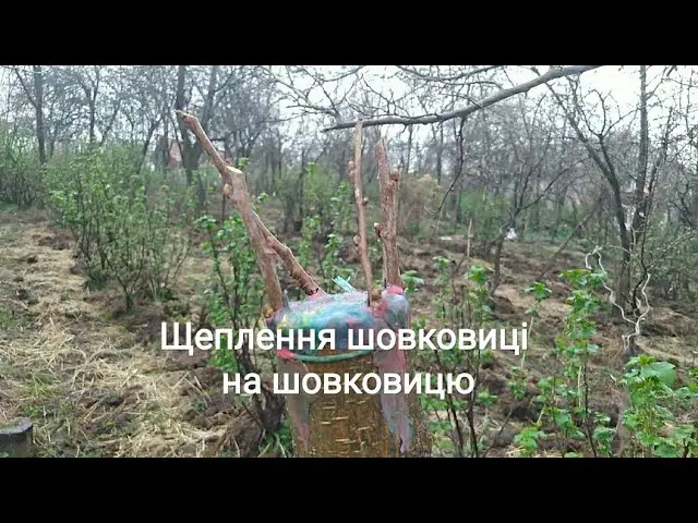 як прищепити шовковицю