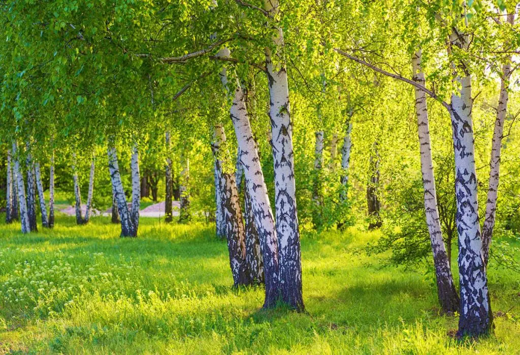 Скільки живе береза
