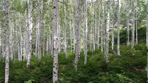 Скільки живе береза