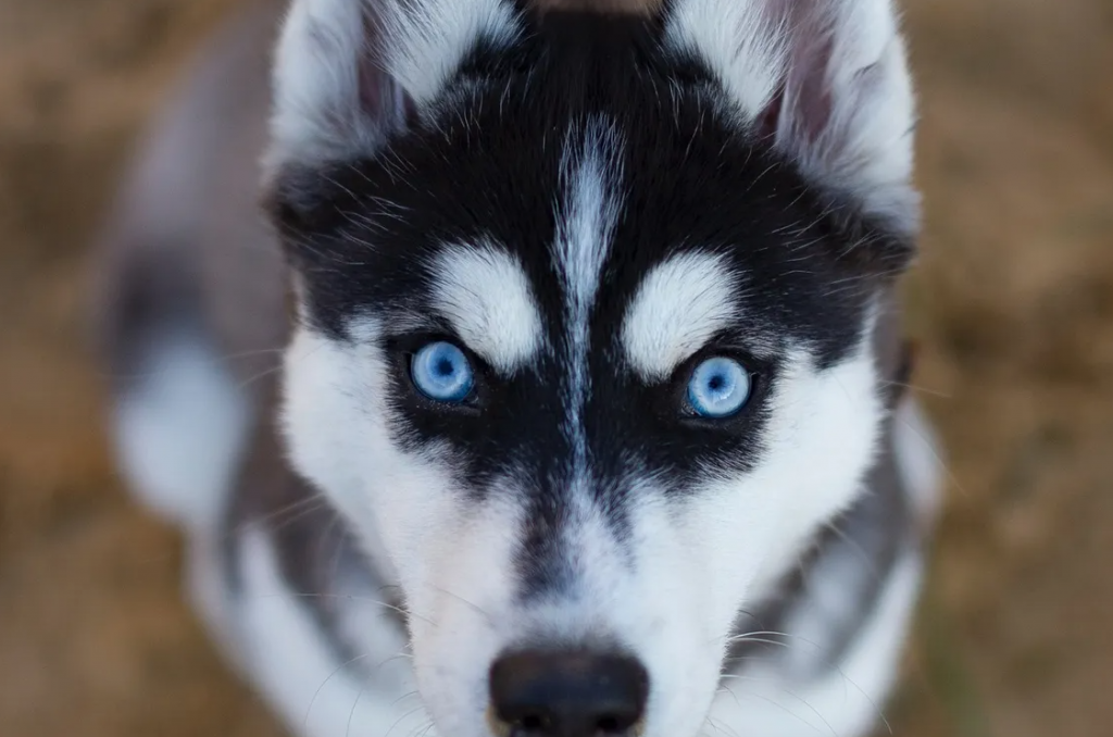 30 цікавих фактів про собак