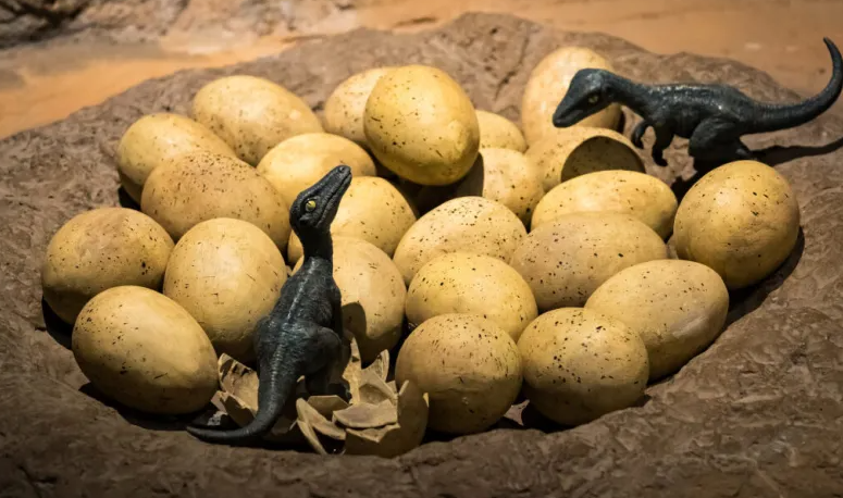 Що з’явилося раніше: курка чи яйце