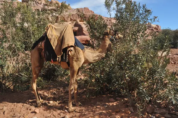 Що їдять верблюди у пустелі